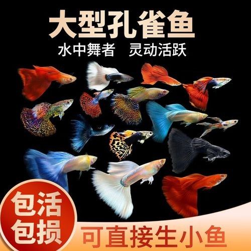 五顏六色的小魚是什么魚