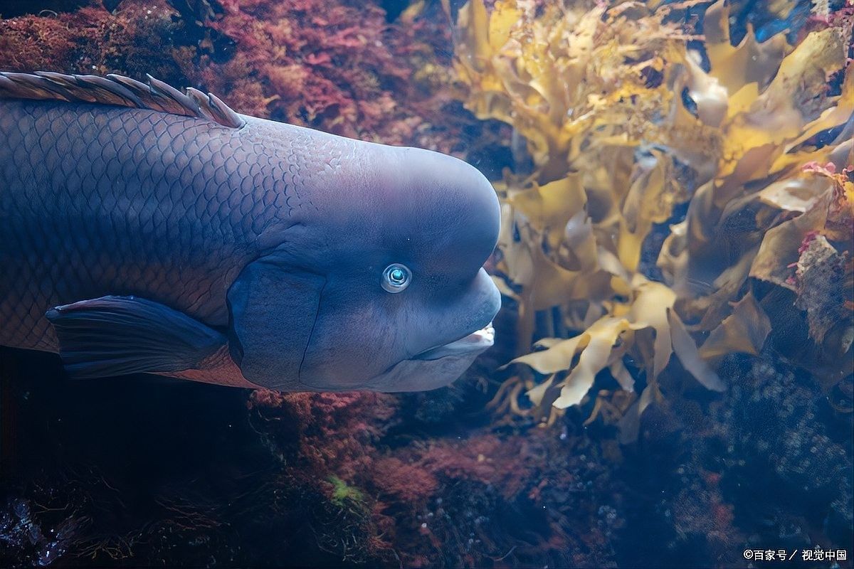 五顏六色的小魚是什么魚