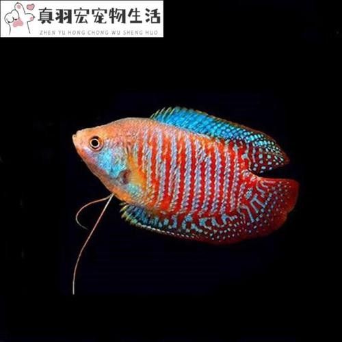 五顏六色的小魚是什么魚