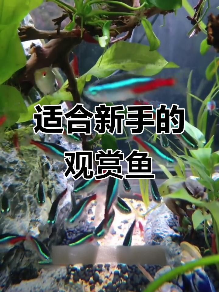 五顏六色的小魚是什么魚