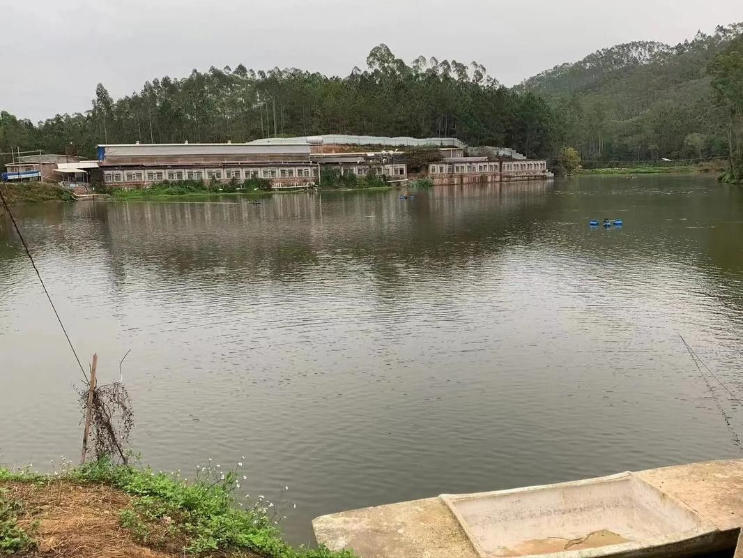 坡頭龍魚