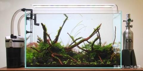 龍魚鰭有白點（龍魚鰭上有白疙瘩）