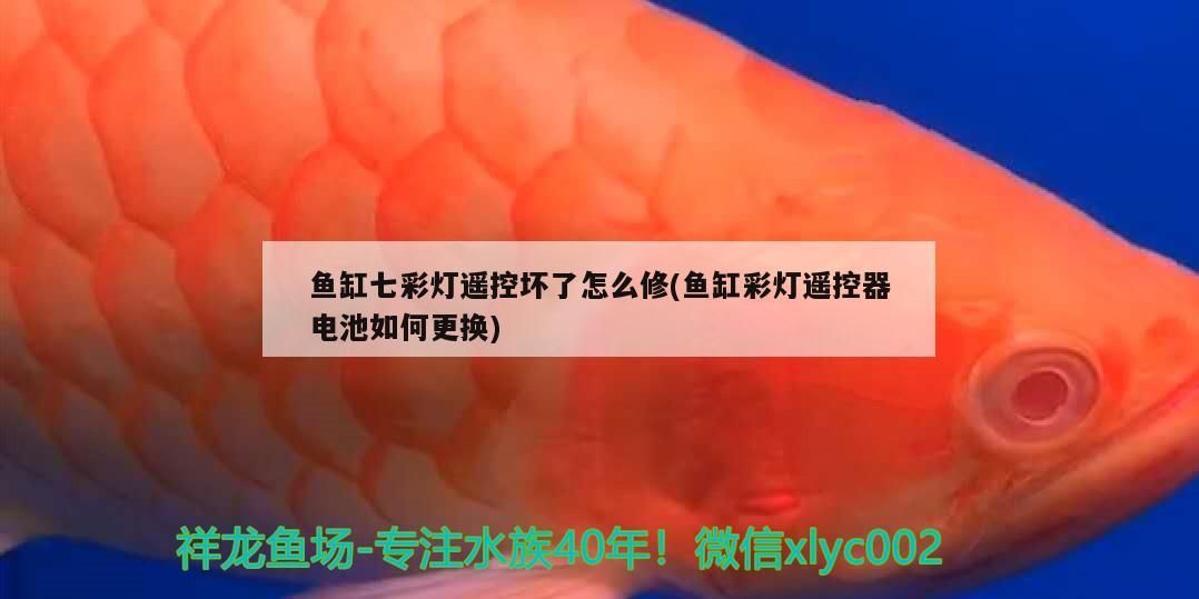 非洲金鼓能和龍魚混養嗎圖片大全高清(銀鼓魚和龍魚魚混養) 非洲金鼓能和龍魚混養嗎圖片大全高清(銀鼓魚和龍魚魚混養) 觀賞魚百科