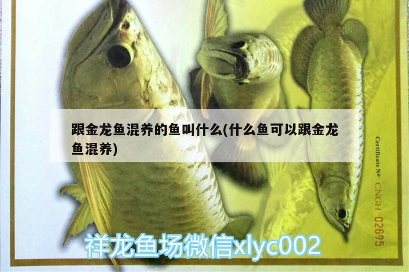 跟金龍魚混養(yǎng)的魚叫什么(什么魚可以跟金龍魚混養(yǎng))