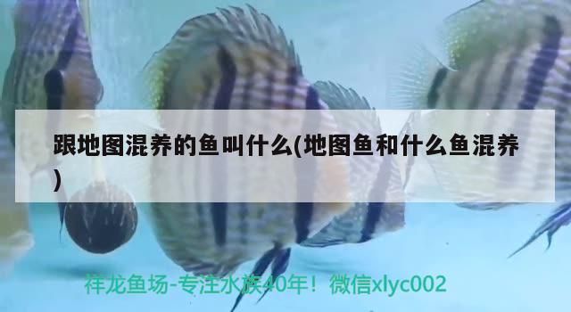 跟地圖混養(yǎng)的魚叫什么(地圖魚和什么魚混養(yǎng))