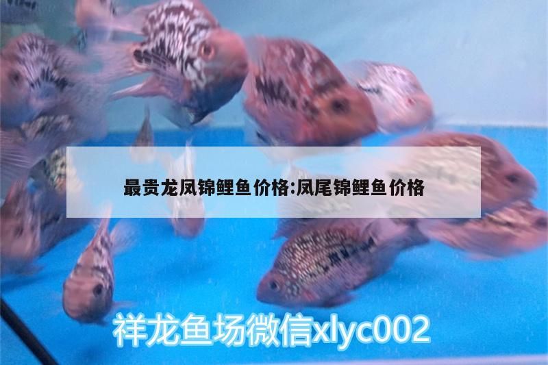 最貴龍鳳錦鯉魚價格:鳳尾錦鯉魚價格