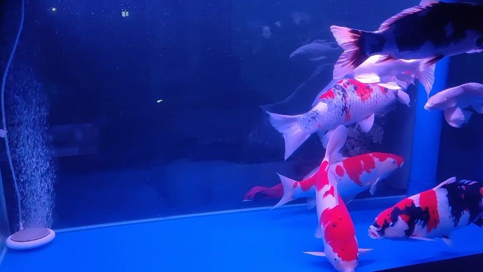 80魚缸養什么魚最好看（80魚缸適合養幾條魚）