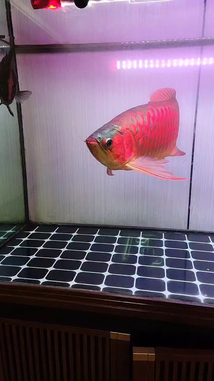 魚缸過濾器選購指南:自制魚缸過濾器魚缸上置過濾器對于養(yǎng)魚愛好者的必備知識 閃下 龍魚論壇 閃下 閃下 龍魚論壇