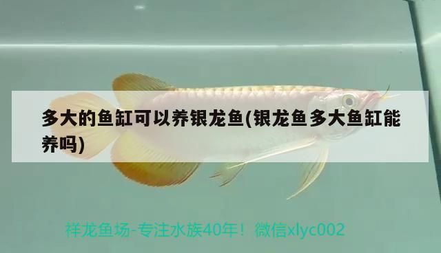 龍魚經常撞缸什么情況(龍魚經常撞缸什么情況會死)