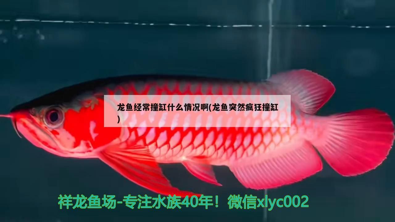 龍魚經常撞缸什么情況啊(龍魚突然瘋狂撞缸)