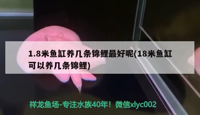 包含北京魚(yú)缸清理北京清江水族熱線的詞條