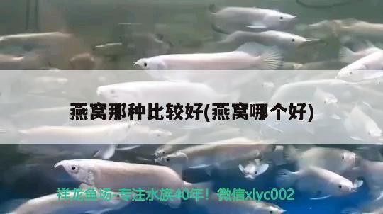 包含北京魚(yú)缸清理北京清江水族熱線的詞條