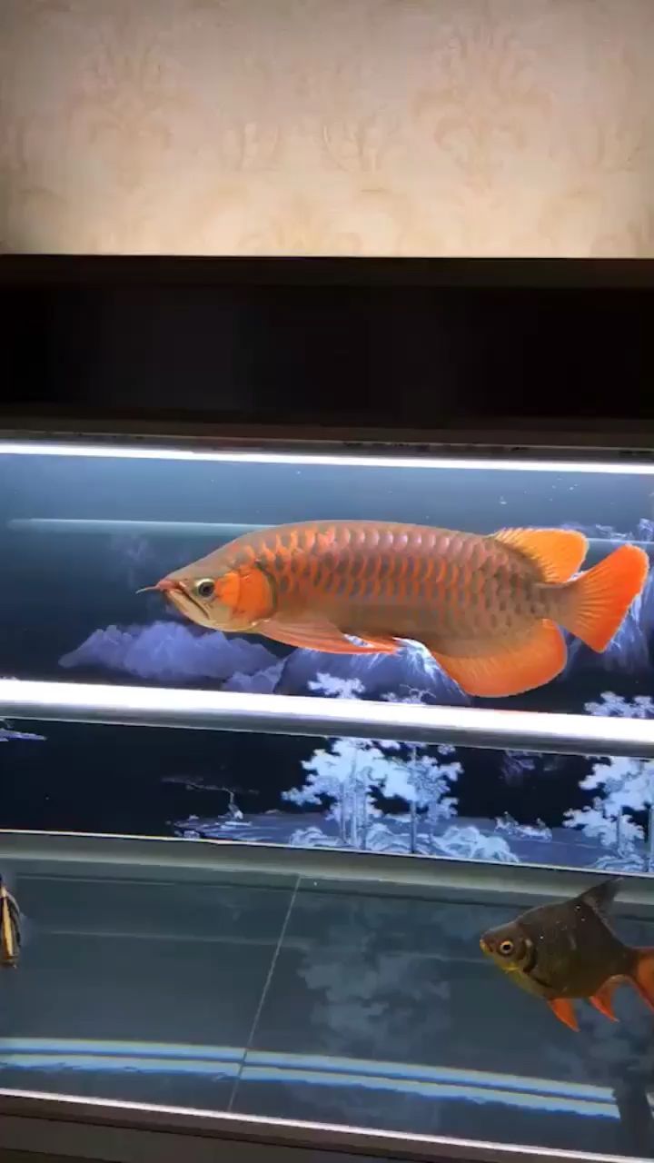 龍魚之美