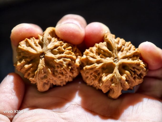 【淶水麻核桃·十三陵雞心】