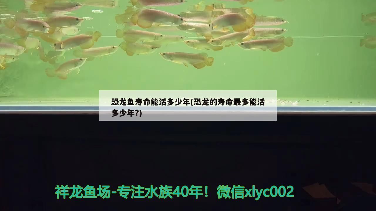 恐龍魚壽命能活多少年(恐龍的壽命最多能活多少年?)