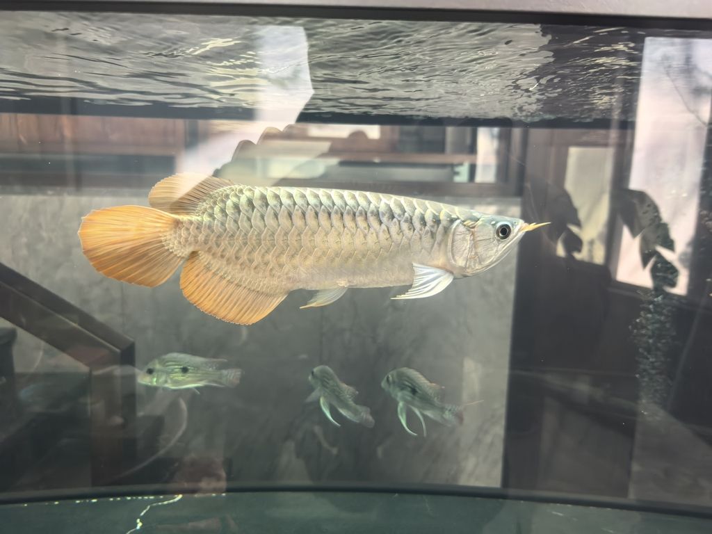 2026.1.2入缸