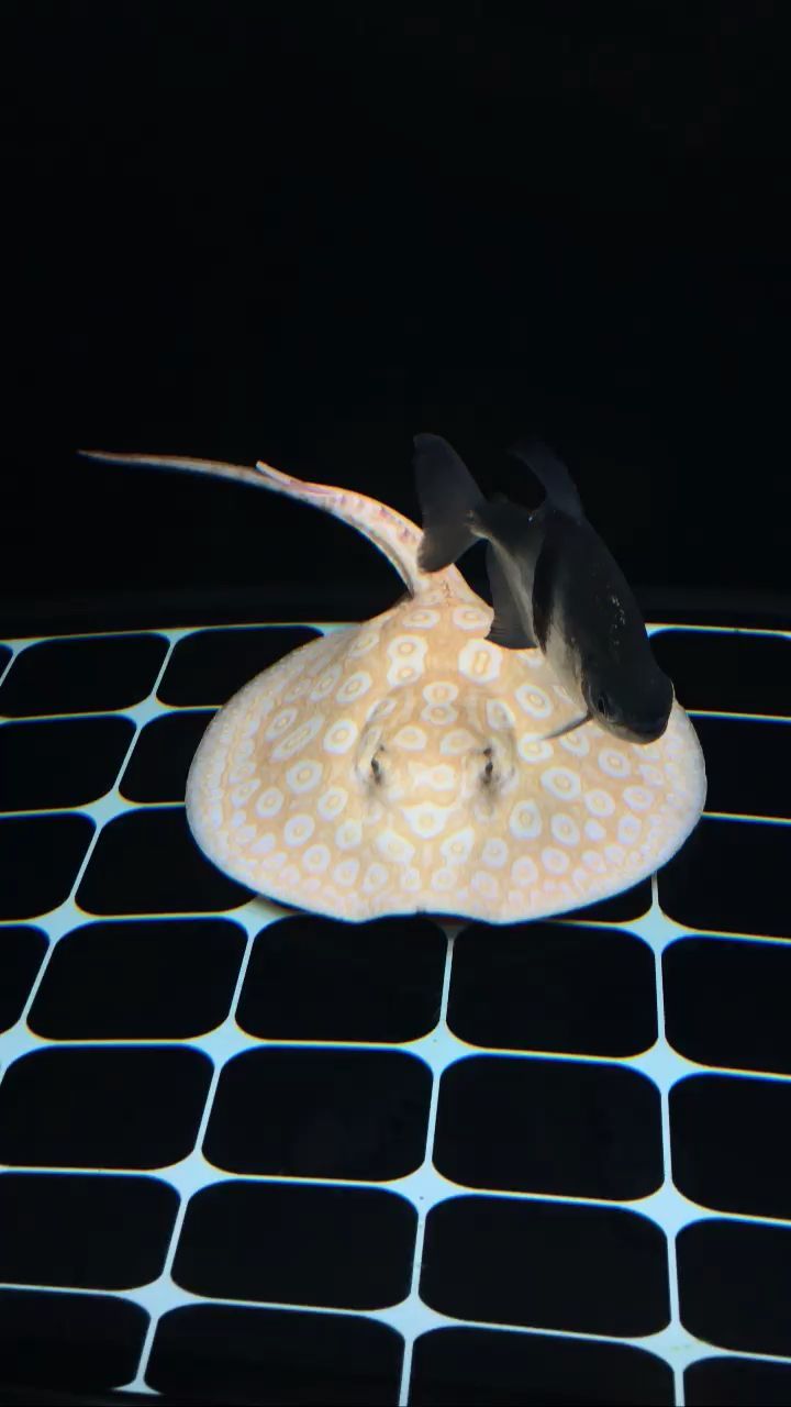 回來4個月了肥肥胖胖又大了一 觀賞魚百科 第1張 回來4個月了肥肥胖胖又大了一 回來4個月了肥肥胖胖又大了一 觀賞魚百科 第1張