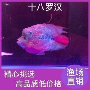 福滿鉆魚飼養水溫控制，關于福滿鉆魚飼養水溫控制的建議