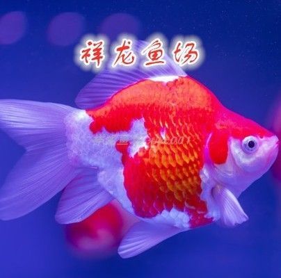 福滿鉆魚飼養水溫控制，關于福滿鉆魚飼養水溫控制的建議