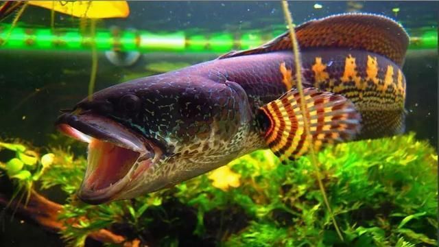 雷龍魚總是趴在缸底，雷龍魚為什么會趴在缸底？