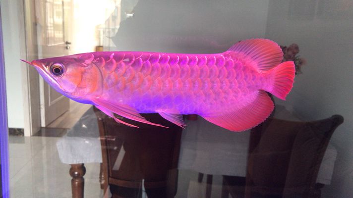 龍魚和雷龍魚哪個(gè)好養(yǎng)些呢(龍魚和雷龍魚哪個(gè)好養(yǎng)些呢圖片)