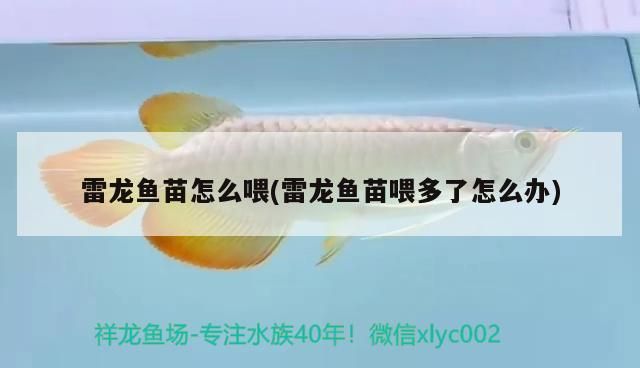 雷龍魚苗怎么喂(雷龍魚苗喂多了怎么辦) 雷龍魚苗怎么喂(雷龍魚苗喂多了怎么辦) 觀賞魚百科