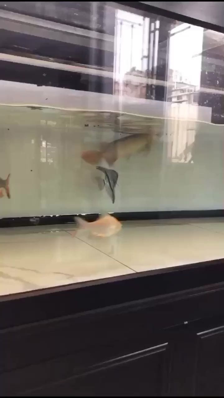 最喜歡看魚吃食了 最喜歡看魚吃食了 觀賞魚百科 第1張
