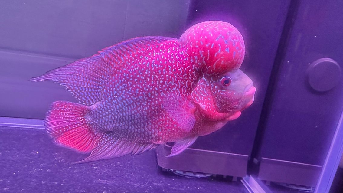 什么魚能和龍魚、虎魚混養(龍魚能和虎魚混養嗎) 有緣遇見,請多關照! 龍魚論壇 有緣遇見,請多關照! 有緣遇見,請多關照! 龍魚論壇