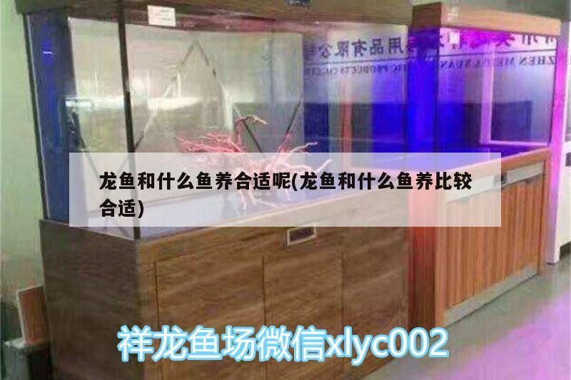 龍魚和什么魚養合適呢(龍魚和什么魚養比較合適)