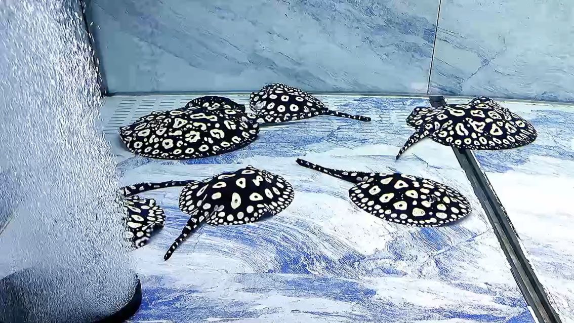 ????????以<strong><mark>平安</mark></strong>結尾，????????以好運開場。