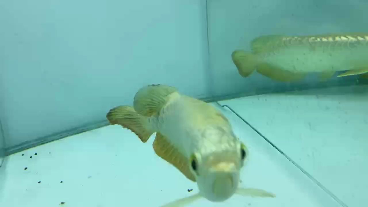 賞賞魚(yú)