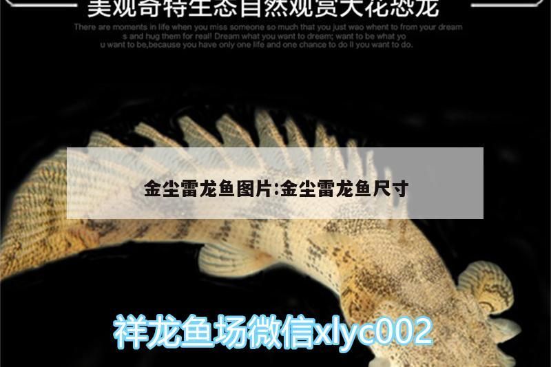 金塵雷龍魚圖片:金塵雷龍魚尺寸