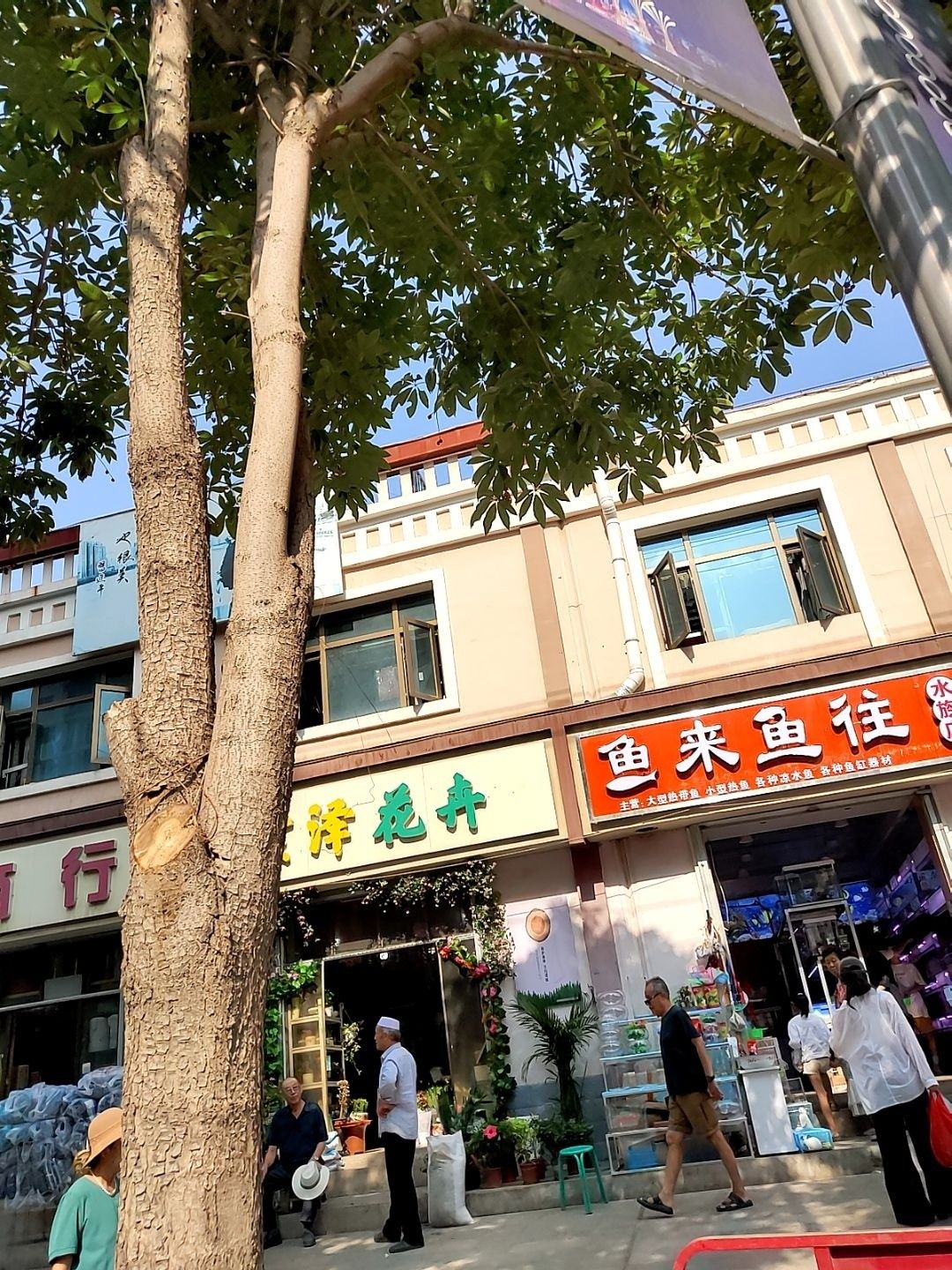 蘭州紅龍魚