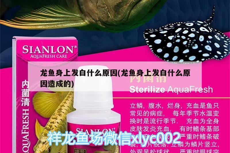紅龍魚發(fā)色過程分析圖解大全(龍魚發(fā)色過程圖片欣賞) 紅龍魚發(fā)色過程分析圖解大全(龍魚發(fā)色過程圖片欣賞) 觀賞魚百科