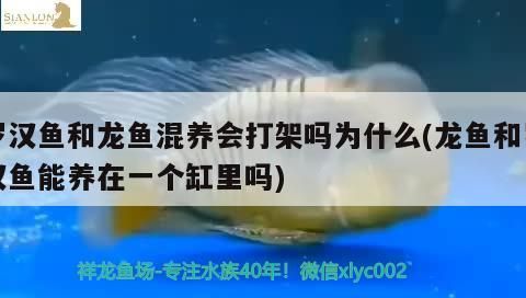 羅漢魚和龍魚混養會打架嗎為什么(龍魚和羅漢魚能養在一個缸里嗎)
