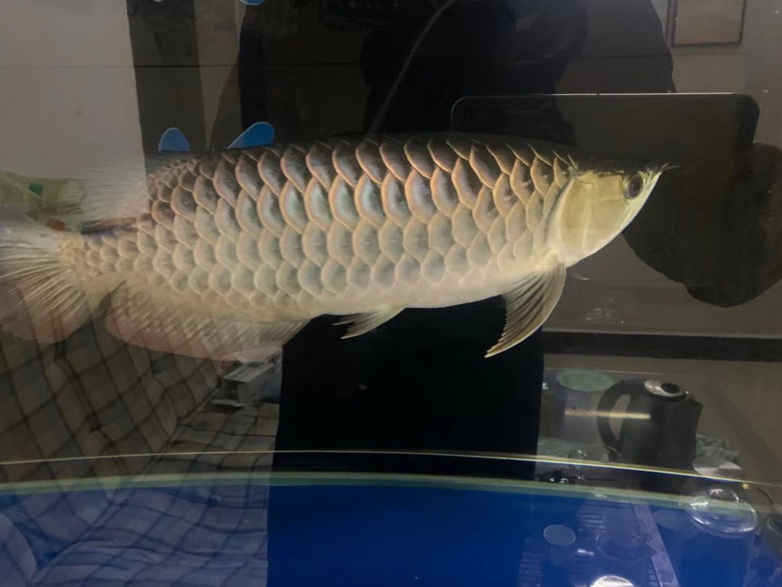 飼養龍魚最佳溫度是多少度的（養龍魚最低溫度是多少） 飼養龍魚最佳溫度是多少度的（養龍魚最低溫度是多少） 觀賞魚百科 第2張