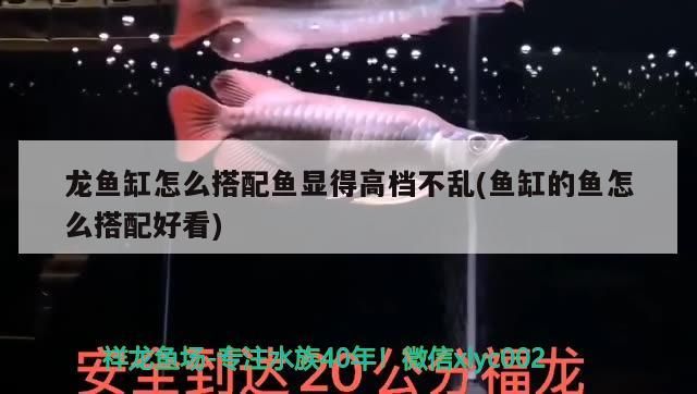 龍魚缸怎么搭配魚顯得高檔不亂(魚缸的魚怎么搭配好看) 龍魚缸怎么搭配魚顯得高檔不亂(魚缸的魚怎么搭配好看) 觀賞魚百科