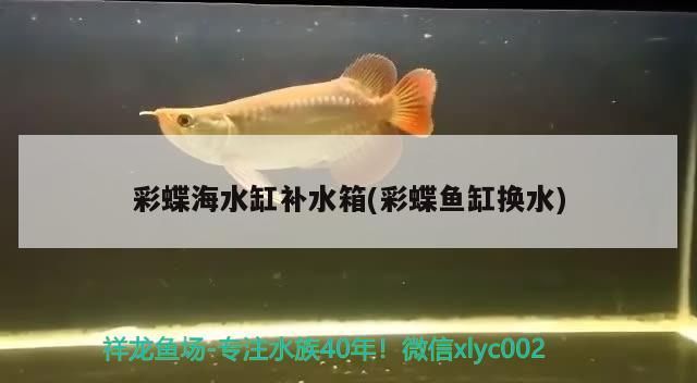 彩蝶海水缸補水箱(彩蝶魚缸換水)