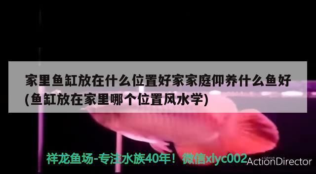 家里魚缸放在什么位置好家家庭仰養什么魚好(魚缸放在家里哪個位置風水學)