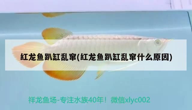 紅龍魚趴缸亂竄(紅龍魚趴缸亂竄什么原因)