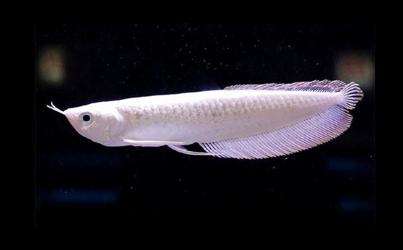 雪龍魚的