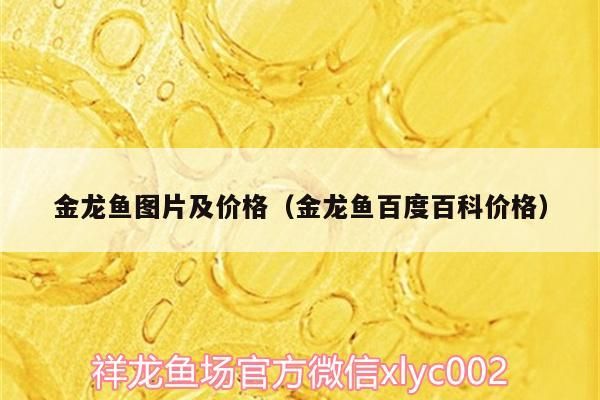 泰國虎 金龍魚圖片及價格(金龍魚百度百科價格) 觀賞魚百科 金龍魚圖片及價格(金龍魚百度百科價格) 金龍魚圖片及價格(金龍魚百度百科價格) 觀賞魚百科