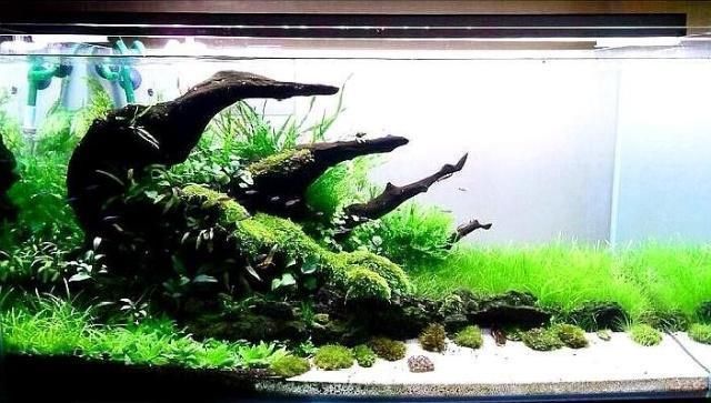 萊蕪金龍魚代理電話號碼（萊蕪金龍魚代理電話號碼查詢）