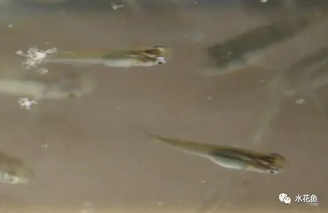 龍魚鰓寄最怕三個東西