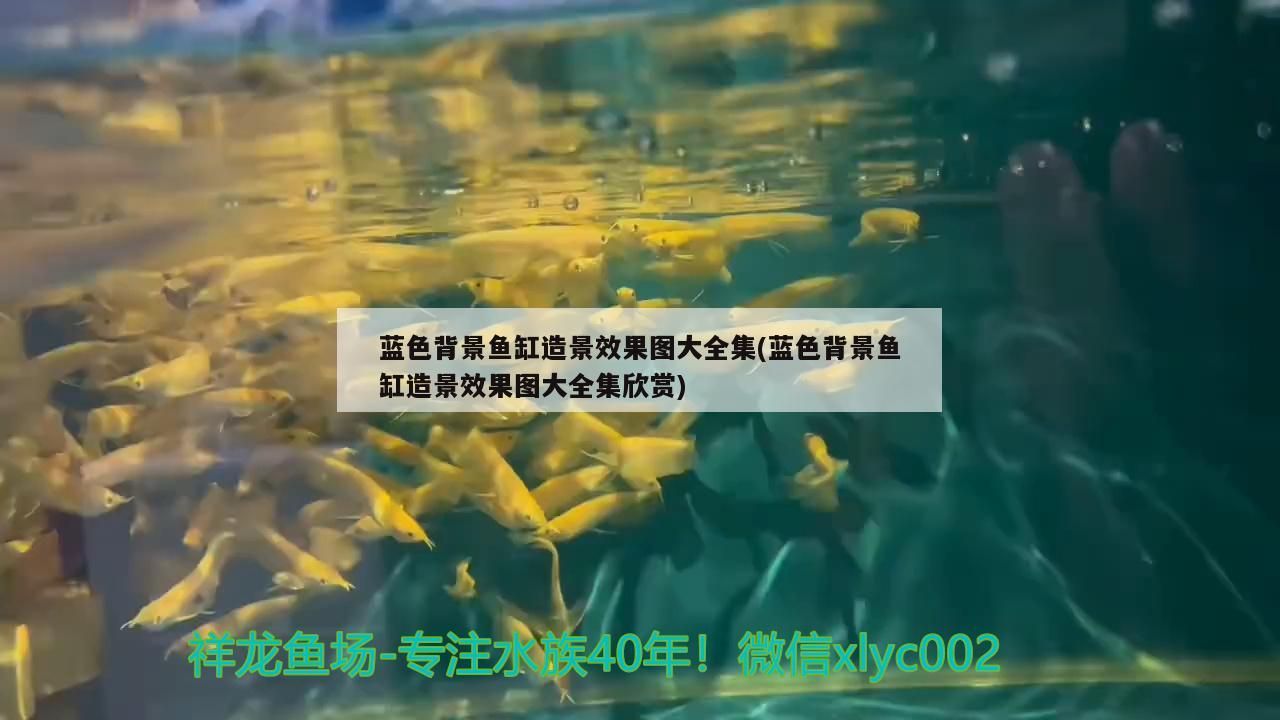 藍(lán)色背景魚缸造景效果圖大全集(藍(lán)色背景魚缸造景效果圖大全集欣賞)