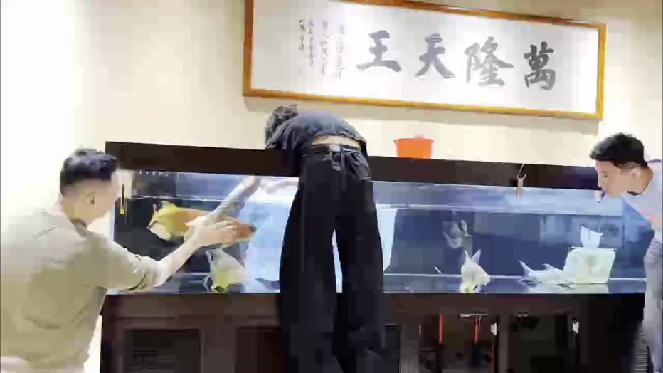 萬隆天王祝大家2026元旦快樂～～開門紅?? #萬隆天王紅龍 #龍魚 #紅龍 #觀賞魚 #養(yǎng)魚日記