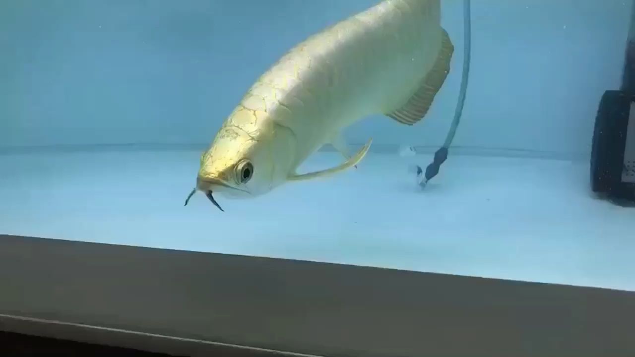 鸚鵡魚和銀龍魚混養怎樣喂食 養魚開心小段子(內有福利) 觀賞魚百科 養魚開心小段子(內有福利) 養魚開心小段子(內有福利) 觀賞魚百科