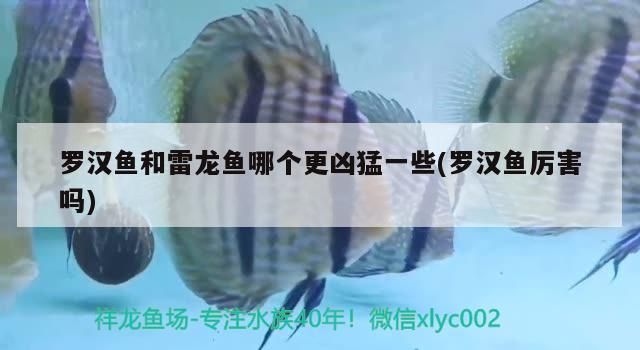 羅漢魚和雷龍魚哪個更兇猛一些(羅漢魚厲害嗎) 羅漢魚和雷龍魚哪個更兇猛一些(羅漢魚厲害嗎) 觀賞魚百科