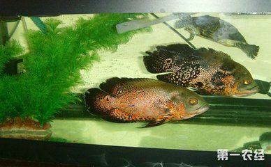 曼龍魚繁殖期不循環水嗎：曼龍魚在繁殖期間為什么不使用循環水？