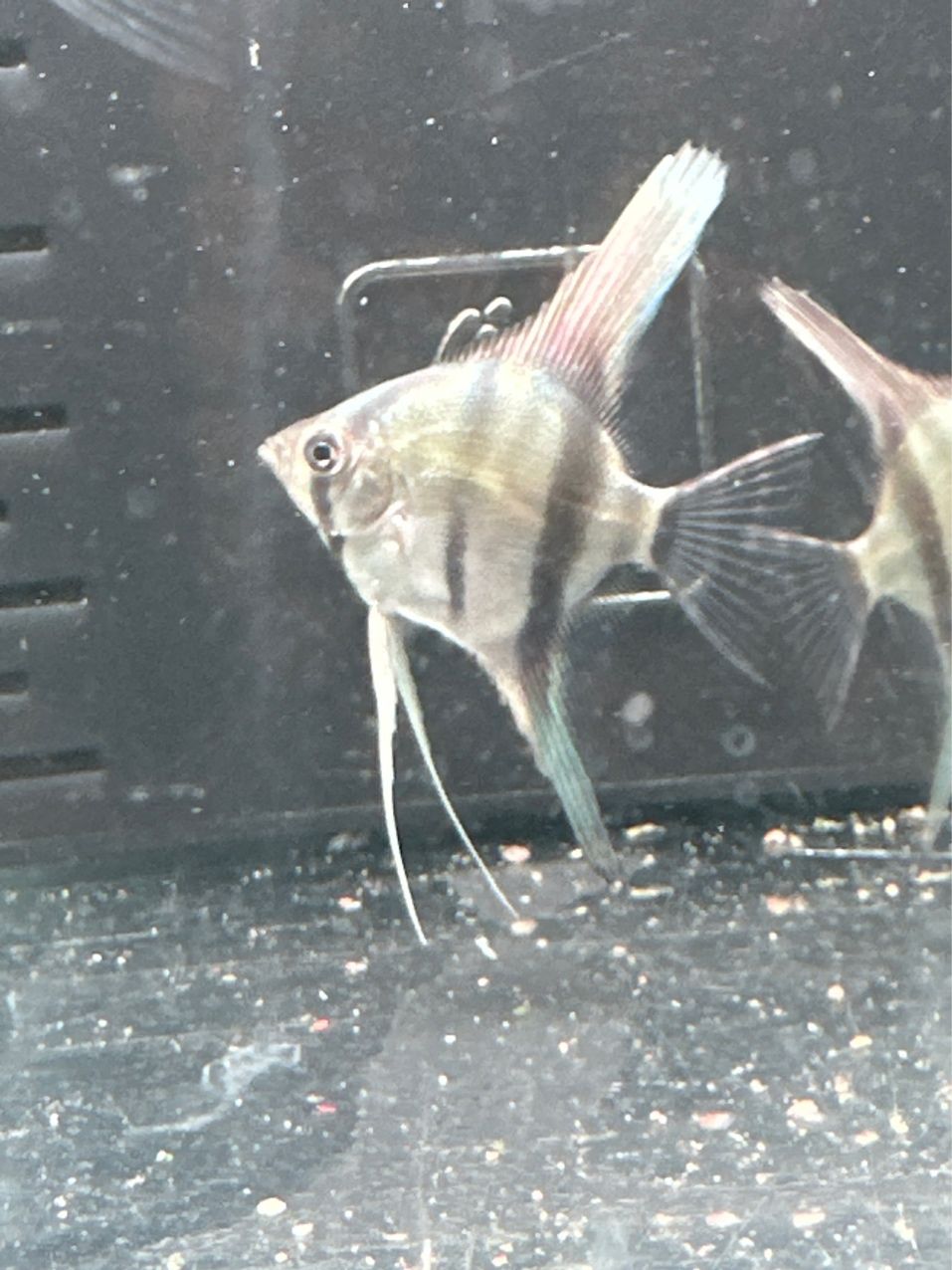 燕魚品種